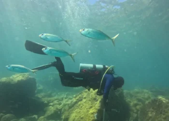 ONG busca ciência para orientar manejo sustentável de costões rochosos