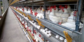 145 ovos por segundo: Espírito Santo impressiona com ritmo da produção