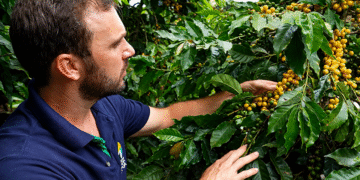 Café arábica orgânico alcança alta produtividade com cultivares recomendadas pelo Incaper