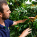 Café arábica orgânico alcança alta produtividade com cultivares recomendadas pelo Incaper