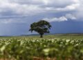 Crédito rural financiou R$ 92,4 bi em áreas com alertas ambientais