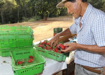 Finep vai pagar R$ 220 milhões para inovações em agricultura familiar