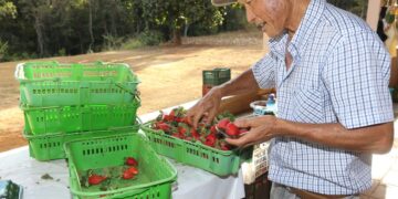 Finep vai pagar R$ 220 milhões para inovações em agricultura familiar