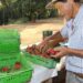 Finep vai pagar R$ 220 milhões para inovações em agricultura familiar