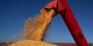 IBGE prevê safra de 347,4 milhões de toneladas para 2026