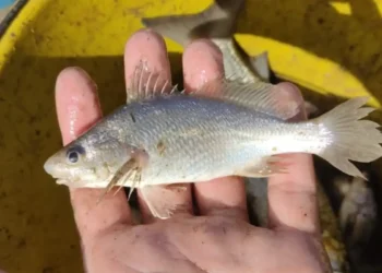 Cientistas identificam taxa recorde de deformações em peixes do ES