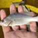 Cientistas identificam taxa recorde de deformações em peixes do ES