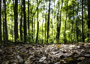 Produção florestal no país alcança recorde de R$ 47,9 bilhões em 2025