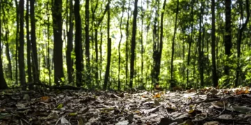 Produção florestal no país alcança recorde de R$ 47,9 bilhões em 2025