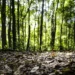 Produção florestal no país alcança recorde de R$ 47,9 bilhões em 2025
