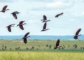 Proteção da biodiversidade mundial demanda mais US$1,3 trilhão por ano