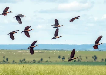Proteção da biodiversidade mundial demanda mais US$1,3 trilhão por ano