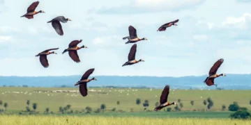 Proteção da biodiversidade mundial demanda mais US$1,3 trilhão por ano