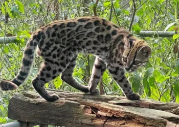 Nova espécie de felino é identificada em florestas da Bolívia