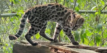 Nova espécie de felino é identificada em florestas da Bolívia