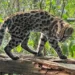 Nova espécie de felino é identificada em florestas da Bolívia