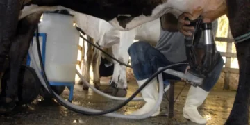 Produção de leite bate recorde mesmo com redução de vacas ordenhadas