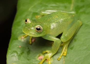 Pesquisadores descrevem nova espécie de rã-de-vidro no Cerrado