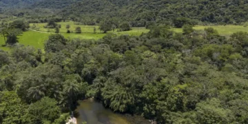 Brasil diminui em 43% área de vegetação nativa fragmentada