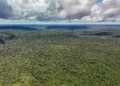 MapBiomas: Amazônia registra menor nível de desmatamento em 41 anos