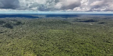 MapBiomas: Amazônia registra menor nível de desmatamento em 41 anos